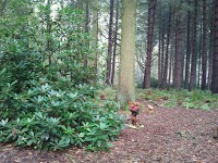 Epping Forest Burial Park 287429 Image 0
